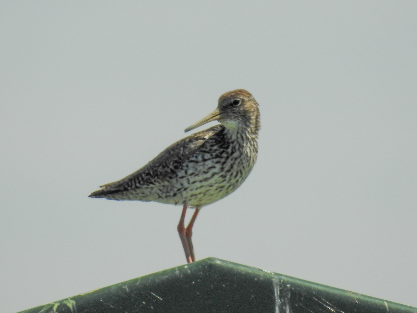 Om tureluurs van te worden